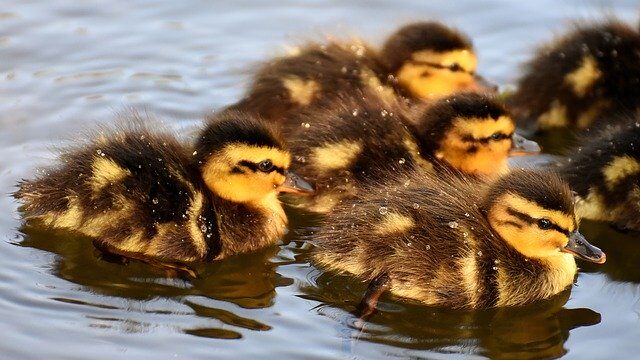 マガモのヒナ